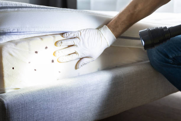 Best Cockroach Control Services  in Shannondale, WV