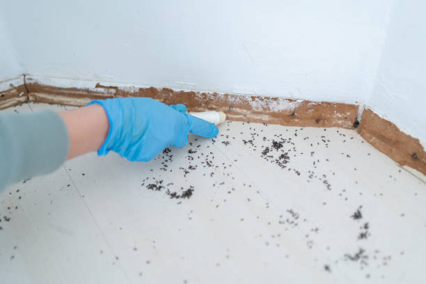 Best Best Pest Control Companies  in Shannondale, WV